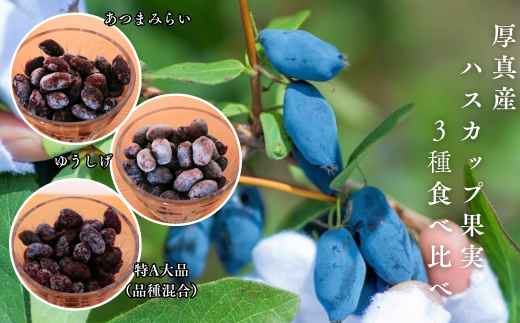 【9月以降順次発送】北海道厚真町産 冷凍ハスカップ 3種食べ比べセット 計1kg《厚真町》　【とまこまい広域農業協同組合】　ハスカップ ゆうしげ あつまみらい R7年産 フルーツ 果物 冷凍 北海道 [AXAB051]