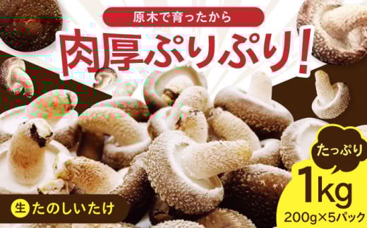 原木 生しいたけ 1kg（200g×5パック）《厚真町》【株式会社きたい】 生 しいたけ 椎茸 きのこ キノコ 小分け 北海道 12000 12000円 [AXAI001]