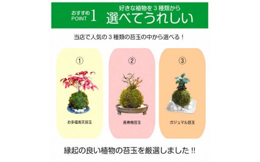 天然苔専門店 弥栄苔 選べる縁起物苔玉(2個セット).お多福南天+ガジュマルセット【155_1316】