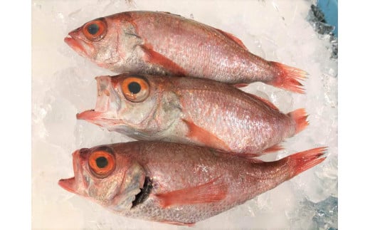 旨脂!のどぐろ(鮮魚)3~4匹(計800g程度) 魚 鮮魚 海鮮 のどぐろ アカムツ 冷蔵 高級魚 下処理済 煮付け 塩焼き 【006_2046】