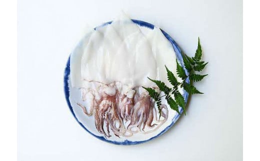 山陰浜田極味 シロイカ(ケンサキイカ)一夜干し5枚入り イカ 烏賊 白いか 剣先イカ 干物 一夜干し[164_1448]