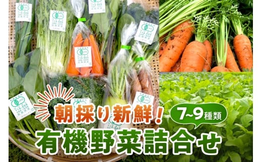朝採り新鮮!有機野菜セット詰合せ(7~9種類) 採れたて 産地直送 葉物 有機JAS認証 野菜セット 旬の野菜 野菜 【139_1918】