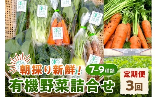 朝採り新鮮!有機野菜セット詰合せ(7~9種類)3回コース【定期便】 定期便 採れたて 産地直送 葉物 有機JAS認証 野菜セット 旬の野菜 ふるさと納税 野菜【139_1919】