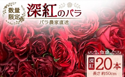 [先行予約][数量限定・ギフト]ばら農家直送!深紅の薔薇20本お届け TB-17│ローズ 新鮮 バラ 花 フラワー 花束 ばら 薔薇 誕生日 記念日 結婚祝い プロポーズ ギフト プレゼント お祝い 贈り物 贈答 鹿児島県 南大隅町 富田バラ園