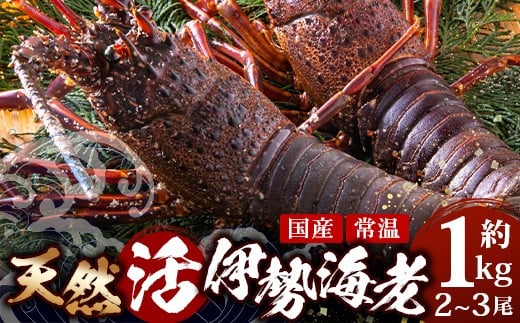 [数量限定・先行予約]天然 活 伊勢海老 約1kg 2〜3尾 ≪2025年11月下旬より発送≫ |国産 えび イセエビ 伊勢エビ 常温 産地直送 天然 年末 天然(AA7501)