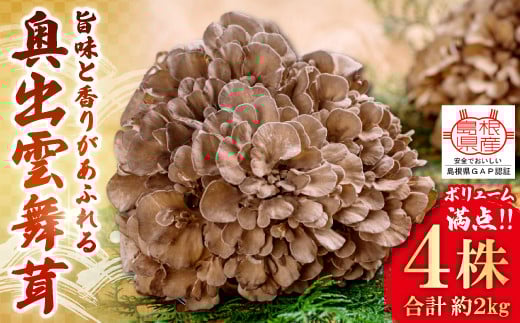 肉厚でジューシー！ボリュームたっぷり！旨味と香りがあふれる奥出雲舞茸4株（約2ｋｇ）【舞茸 まいたけ きのこ 野菜 丸ごと 4株 約2kg 国産 無農薬 安全 安心 食物繊維 健康 産地直送 プレゼント ギフト 贈り物】