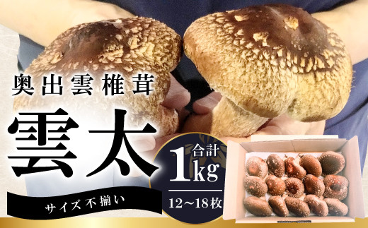 奥出雲椎茸「雲太」不揃い 1kg【椎茸 生しいたけ 12枚 15枚 18枚 肉厚 収穫直後 新鮮 菌床栽培 国産 きのこ キノコ 野菜 料理 食品 プレゼント 贈り物 ギフト】