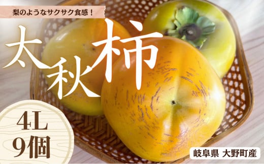 【先行予約】梨のような食感! Farm m&aの太秋柿 4L×9個 秀品 岐阜県 大野町(2025年10月中旬~発送)農家直送 果物 フルーツ 秋の味覚 柿 かき 太秋 たいしゅう