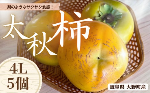 【先行予約】 梨のような食感! Farm m&aの太秋柿 4L×5個 秀品 岐阜県 大野町(2025年10月中旬~発送)農家直送 果物 フルーツ 秋の味覚 柿 かき 太秋 たいしゅう