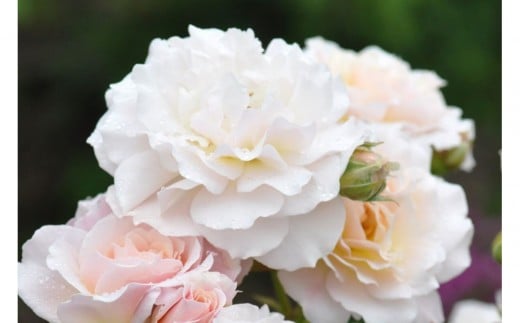 【先行受付】バラ鉢苗　シュシュ【2026年4月下旬より発送】河本バラ園