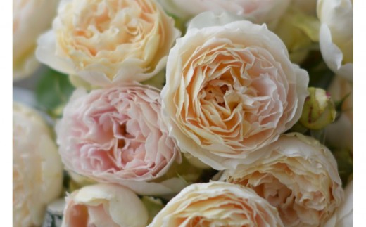 【先行受付】バラ鉢苗　アンヌ【2026年4月下旬より発送】河本バラ園