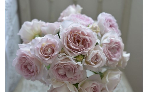 【先行受付】バラ鉢苗　タフタ【2026年4月下旬より発送】河本バラ園