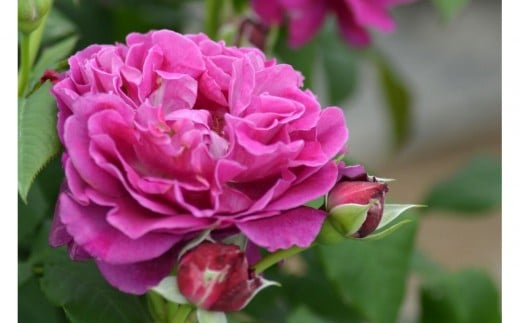 【先行受付】バラ鉢苗　セント・オブ・ウーマン【2026年4月下旬より発送】河本バラ園