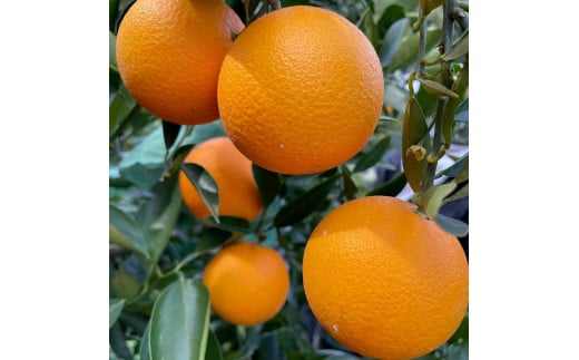 国産 バレンシアオレンジ 約2kg M～LLサイズ 山下農園