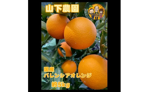 家庭用 国産 バレンシアオレンジ 約5kg M～LLサイズ 山下農園