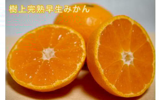 樹上完熟早生みかん 約5kg サイズ混合 山下農園