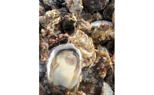 和歌山 塩津 牡蠣 殻付き 加熱用 サイズ 無選別 約1.5kg 冷蔵 【2026年4月～6月頃発送予定】