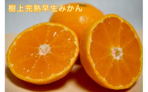 樹上完熟早生みかん 約3kg サイズ混合 山下農園