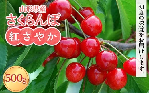 FYN6-051 ≪2026年先行予約≫山形県産 さくらんぼ 紅さやか 500g M〜L バラパック詰め 2026年6月上旬から順次発送 果実 果物 くだもの フルーツ 早生 桜桃 サクランボ 自宅用 家庭用 山形県 西川町 月山