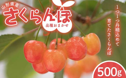 FYN6-053 ≪2026年先行予約≫山形県 品種おまかせ さくらんぼ 500g M〜L 秀品 バラパック 2026年6月上旬頃から順次発送 果物 くだもの フルーツ 夏果物 サクランボ チェリー ご自宅用 ご家庭用 山形県 西川町 月山