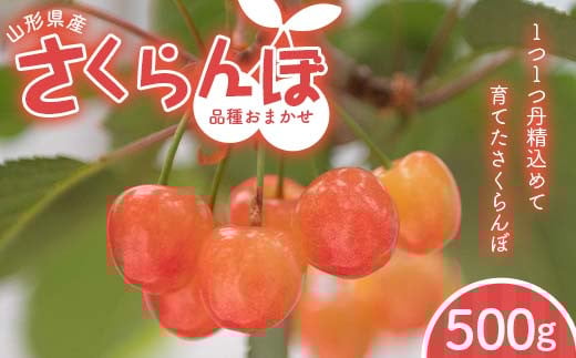 FYN6-053 ≪2026年先行予約≫山形県 品種おまかせ さくらんぼ 500g M~L 秀品 バラパック 2026年6月上旬頃から順次発送  果物 くだもの フルーツ 夏果物 サクランボ チェリー ご自宅用 ご家庭用  山形県 西川町 月山