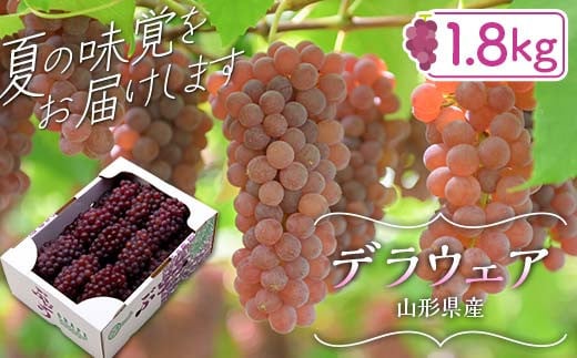 FYN6-064 ≪2026年先行予約≫山形県産 デラウェア 1.8kg(9~16房) 秀品 2026年8月上旬から順次発送 種無し 小粒 食べやすい ぶどう ブドウ 葡萄 くだもの 果物 フルーツ 夏果実 箱入り 中元 贈り物 ギフト 自宅 家庭 産地直送 山形県 西川町 月山
