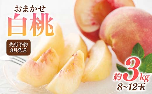 FYN6-115 ≪2026年先行予約≫8月発送 山形県産 品種おまかせ 白桃 約3kg(8~12玉) 秀品 2026年8月上旬から順次発送 桃 もも モモ 果物 くだもの 夏果実 フルーツ 産地直送 山形県 西川町 月山