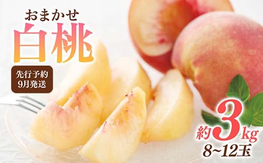 FYN6-116 ≪2026年先行予約≫9月発送 山形県産 品種おまかせ 白桃 約3kg(8~12玉) 秀品 硬めの桃 2026年9月上旬から順次発送 桃 もも モモ 果物 くだもの 夏果実 フルーツ 産地直送 山形県 西川町 月山