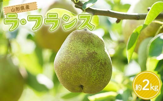FYN6-163 贈答用 山形県産 洋梨 ラ・フランス 約2kg(5~6玉) 2025年11月上旬から順次発送  洋梨 洋なし ラフランス 秋果実 果物 くだもの フルーツ 贈答 贈り物 ギフト プレゼント 産地直送 山形県 西川町 月山