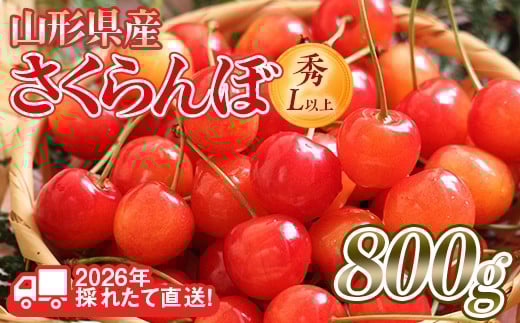FYN6-253 ≪2026年先行予約≫山形県産 さくらんぼ 品種おまかせ(佐藤錦・紅秀峰など) 800g(400g×2) 秀/L以上 バラパック詰め 2026年6月中旬頃より発送 果物 くだもの フルーツ 夏果実 サクランボ チェリー 桜桃 高級 化粧箱 ギフト箱 贈り物 贈答 ギフト プレゼント 自宅 家庭 産地直送 山形県 西川町 月山