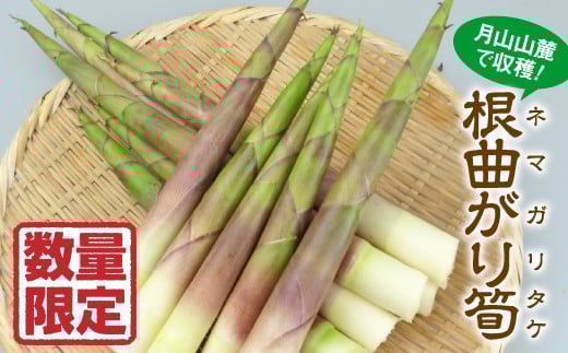 FYN9-158 《2026年先行予約》山形県 西川町産 山菜 根曲がり筍 (ネマガリタケ) 1kg 2026年5月上旬から順次発送 山菜 さんさい 野菜 やさい 筍 たけのこ 山の幸 特産品 自宅用 家庭用 ギフト プレゼント 期間限定 数量限定 産地直送 山形県 西川町 月山
