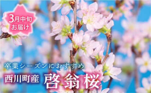 FYN9-452 【2026年3月中旬お届け】 山形県 西川町産 啓翁桜 1束(80cm×10本) 2026年3月中旬から順次発送  学校 卒業 卒業式  春 桜 さくら サクラ 花 フラワー 飾り 山形県 西川町 月山