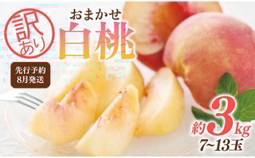 FYN9-731 ≪2026年先行予約≫ ご家庭用 8月発送 山形県産 品種おまかせ 白桃 約3kg(7~13玉) 2026年8月上旬から順次発送 はくとう 桃 もも モモ 果物 くだもの 夏果実 フルーツ 訳あり 農業者支援 家庭用 自宅用 産地直送 山形県 西川町 月山