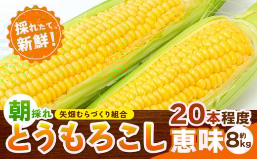 とうもろこし 恵味 約8kg 20本入り 約8kg 20本入り 朝採れ クール便 野木町産 矢畑むらづくり組合 《2026年6月下旬-7月下旬頃出荷》栃木県 野木町 トウモロコシ 野菜