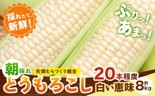 とうもろこし 白い恵味 約8kg 20本入り 朝採れ クール便 野木町産 矢畑むらづくり組合 《2026年6月下旬-7月下旬頃出荷》栃木県 野木町 トウモロコシ 野菜