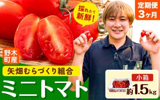 【先行予約】【3ヶ月定期便】ミニトマト 約1.5kg 1箱 小箱 栃木県 野木町産 矢畑むらづくり組合 《2025年10月上旬-2026年6月下旬頃出荷》栃木県 野木町 トマト ミニトマト 野菜 新鮮