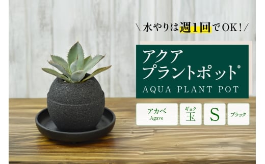 アクアプラントポット®　玉Ｓ（ブラック） 植木鉢　アガベ（2084）