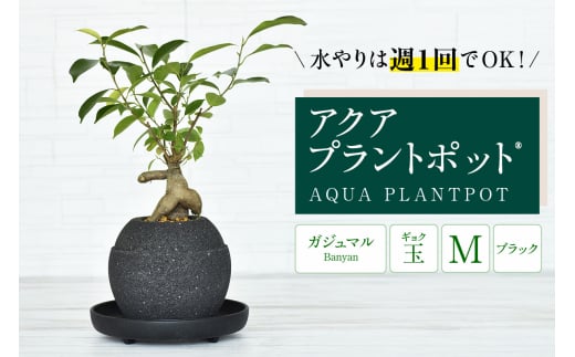 アクアプラントポット® 玉M(ブラック) 植木鉢 ガジュマル(2092)
