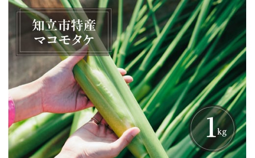知立市特産　マコモタケ(1kg)　（6～8本）（2158）