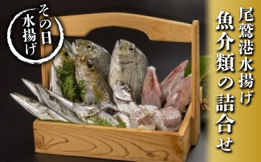 新鮮!厳選!産地直送!尾鷲港水揚げお楽しみセット チダイ イサギ アカイカ 鮮魚セット 魚 魚介類 人気 ランキング お得 お楽しみ 産地直送 鮮魚ボックス UO-10
