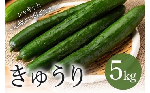 キュウリ 5kg きゅうり 胡瓜 夏野菜 常温便 新鮮 国産 茨城県産 野菜 夏 旬 産地直送 農園直送 ベジタブル グリーン サラダ 一本漬け 浅漬け 家庭用 業務用 フレッシュ 茨城県 石岡市 (A33-002)