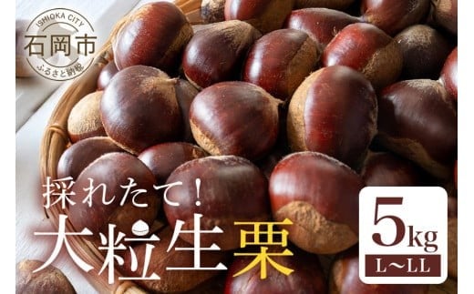 【 2025年 先行予約 】 生栗 5kg(岡崎観光栗園) 栗 くり クリ L ~ LL サイズ 殺虫剤不使用 国産 和栗 甘栗 果物 フルーツ くだもの 秋 旬 9月 10月 発送 産地直送 農家直送 産直 栗きんとん 栗ごはん 甘い 栗ご飯 栗おこわ 茨城県 石岡市 (A17-001)