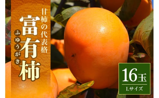 【2025年 先行予約】富有柿 L 16玉(三浦果樹園) 柿 甘い柿 かき 富有カキ 甘い 果物 フルーツ くだもの カキ 富有かき 秋 旬 甘柿 糖度 贈答用 贈答品 ギフト 贈り物 品種 ブランド 11月 発送 産地直送 農家直送 産直 茨城県 石岡市 (A16-005)