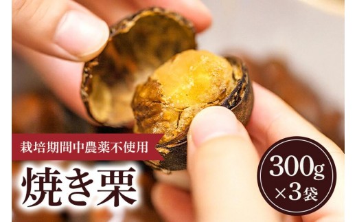 冷凍 焼き栗 3袋 （果じゅまる園）栗 くり クリ M L サイズ 焼栗 農薬不使用 殺虫剤不使用 国産 和栗 甘栗 果物 フルーツ くだもの 秋 旬 10月 11月 12月 発送 産地直送 農家直送 産直 甘い 茨城県 石岡市 (A18-006)