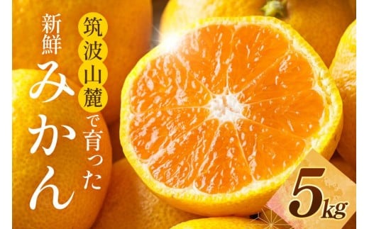 筑波山麓で育った新鮮ミカン5kg みかん ミカン フルーツ 果物 くだもの 茨城県 石岡市 A42-001