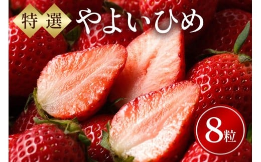 特選8玉 やよいひめ いちご イチゴ フルーツ 果物 茨城県 石岡市 A32-016