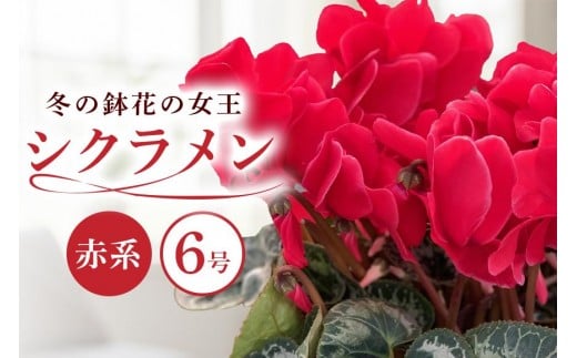石岡育ちの シクラメン 赤系 6号鉢 クリスマス フラワー ギフト プレゼント 鉢植え 鉢花 冬 花 茨城県 石岡市 国産 送料無料 産地直送 (G776) (F12-001)