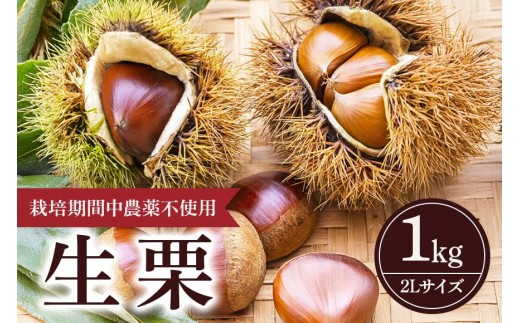 【 2025年 先行予約 】 生栗 1kg 果じゅまる園 栗 くり クリ 2L サイズ 1キロ 農薬不使用 殺虫剤不使用 国産 和栗 甘栗 果物 フルーツ くだもの 秋 旬 9月 10月 発送 産地直送 農家直送 産直 栗きんとん 栗ごはん 甘い 栗ご飯 栗おこわ 茨城県 石岡市 (A18-001)