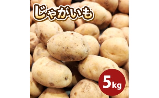 じゃがいも (トヨシロ) 5kg | 野菜 やさい ジャガイモ 新じゃが とよしろ 熊本県 玉名市