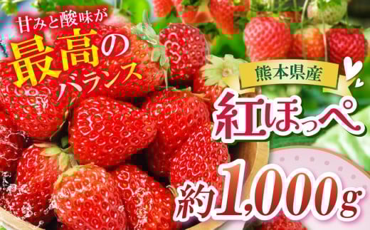 熊本たまな産 紅ほっぺ 約1000g | フルーツ くだもの 果物 いちご 苺 イチゴ 人気 産地直送 熊本県 玉名市